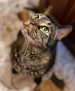 Apollo looking up lovingly