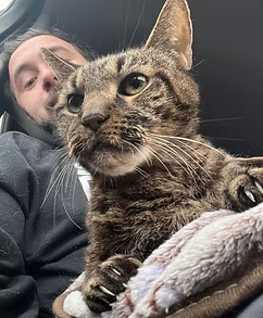 apollo looking down while laying on a lap