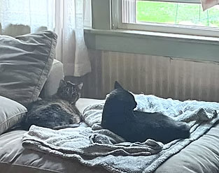 apollo laying next to his buddy