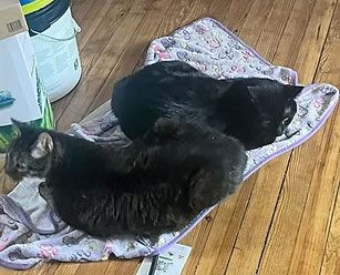 apollo next to his buddy on the floor