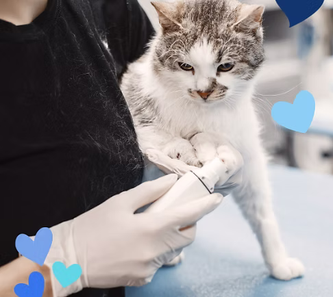 cat being cared for my a vetinarian